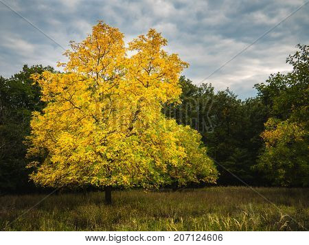 Autumn tree. Photographed in the hills of the mountain Povazsky Inovec in Slovakia