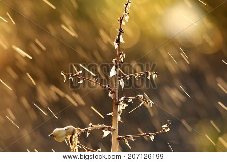 Rain on Yuka plant with backlit