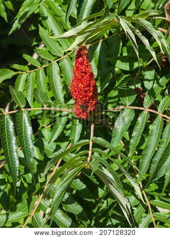 Red flower with green leaves on blooming Staghorn sumac Rhus typhina close-up selective focus shallow DOF.