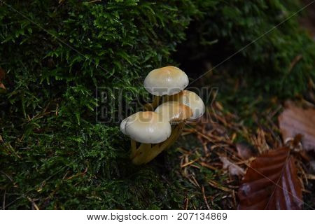 Close-Up of mushroom wild forest mushroom small mushroom fungi brown mushroom