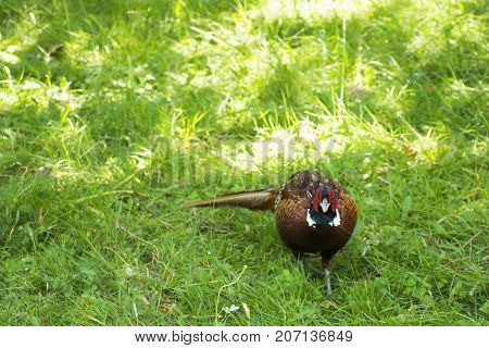 Wild pheasant in British Park / Surrey, United Kingdom