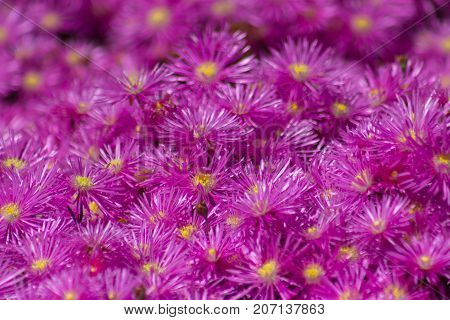 Full screen of bright pink Lampranthus flowers, native of South Africa.