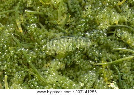 Sea Grapes ( Green Caviar ) Seaweed, Healthy Food