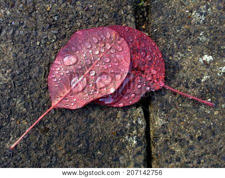Raindrops on Smoky Tree / Continus Coggygria / Royal Purple Leaves