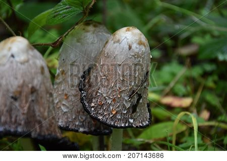 Close-Up of mushroom wild forest mushroom big mushroom fungi white mushroom