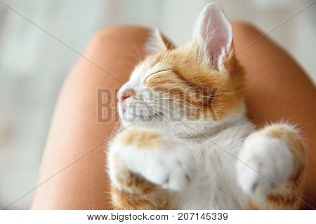 Cute little kitten sleeping on owner's knees