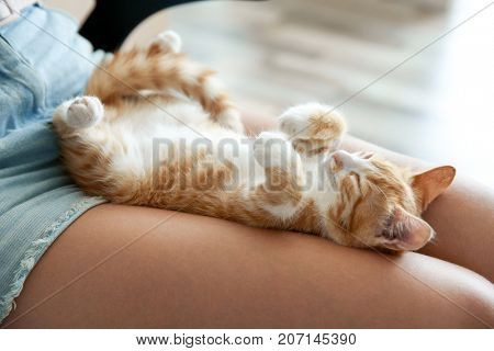 Cute little kitten sleeping on owner's knees