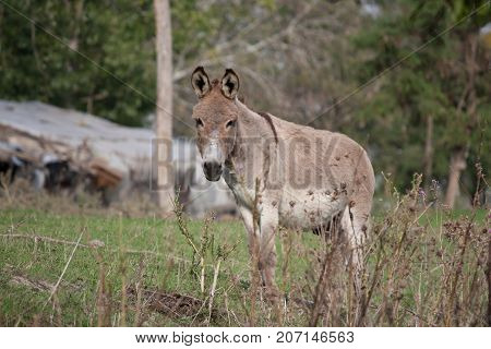 Brown donkey grazing on the grass channel