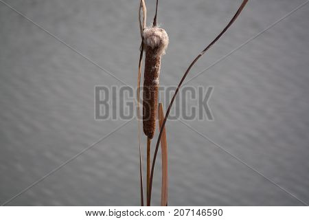 the upper part of the cane in river