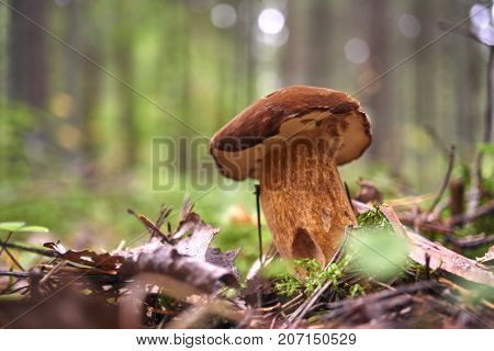 One Brown Mushroom, Lurid Bolete, In The Woods.