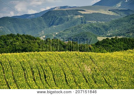 Summer landscape along the road from Lunano to Urbania (Montefeltro Pesaro Urbino Marches Italy)