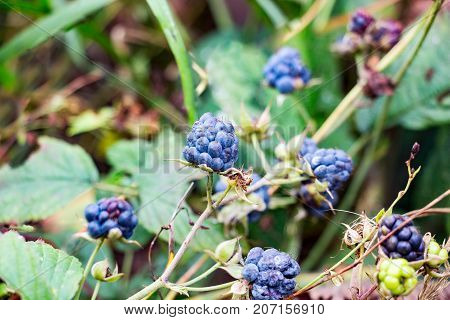 Blackberry berries in the forest. Rubus caesius. Selective focus