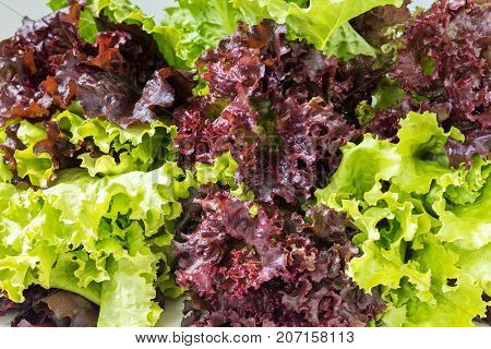 Fresh Lollo Rosso Lettuce And Green Lettuce