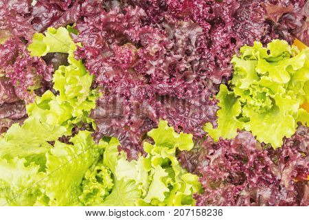 Fresh Lollo Rosso Lettuce And Green Lettuce