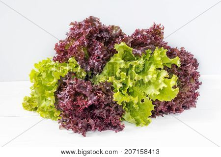 Fresh Leaves Of Lollo Rosso And Green Lettuce