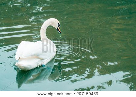 beautiful white bird floats in the lake by raising its wings from its beak drops a drop of water