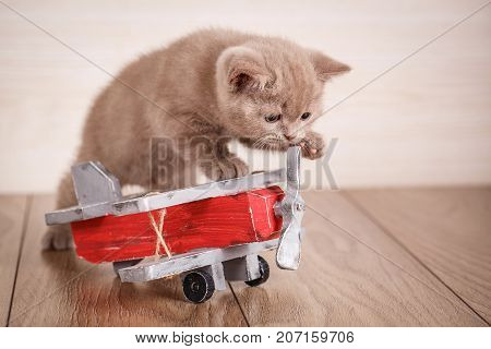 Home, peace, love concept - kitty near the toy plane. Young cat pilot.