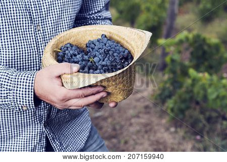 Horizontal Grapes Hat Syrah Man Hands Harvesting