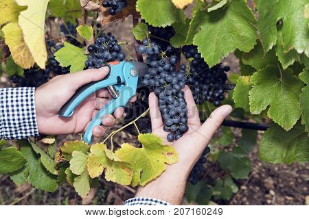 Horizontal Harvesting Secateurs Hands Man Grape Syrah