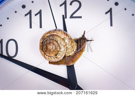 a grape snail on an desktop clock, close up view