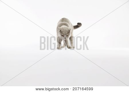 Portrait Of British Shorthair Cat On A White Background