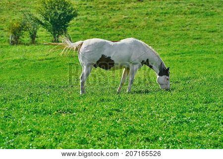 Horse On The Pasture