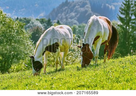 Horses On The Pasture