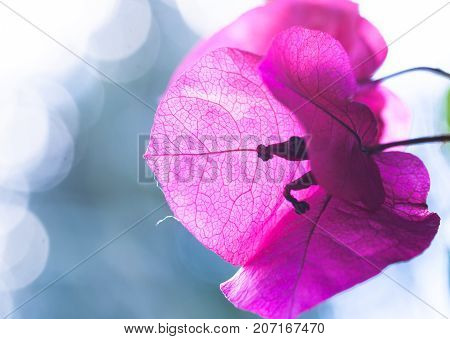 Bouganvillea Flower