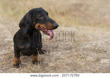 funny portrait of a dog (puppy) breed dachshund black tan in the green forest in the autumn park