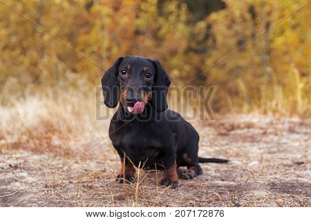 handsome portrait of a dog (puppy) breed dachshund black tan in the green forest in the autumn park shows the language