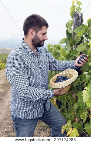 Young Man Picking Grapes Hat Clusters Vineyard