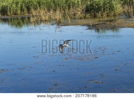 Whiskered tern flying in italian pond; specie Chlidonias hybrida family of Laridae