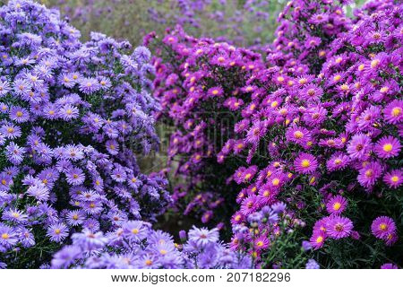 asteraceae heliantheae pink and violet in autumn end of summer close up