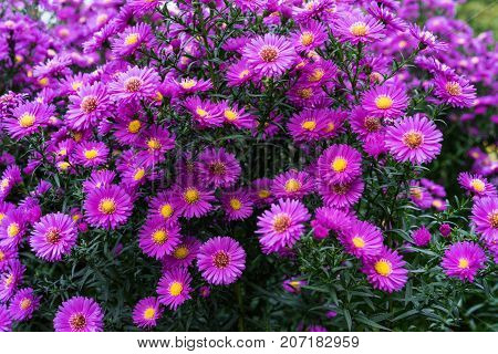 asteraceae heliantheae pink and violet in autumn end of summer close up