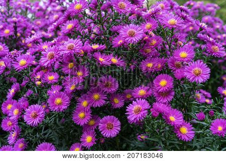 asteraceae heliantheae pink and violet in autumn end of summer close up