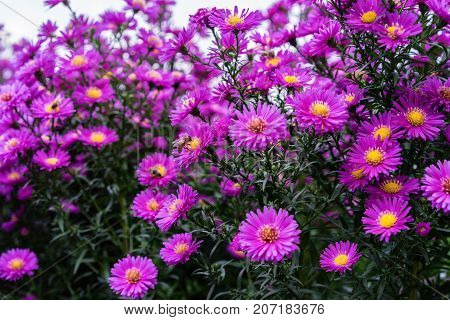 asteraceae heliantheae pink and violet in autumn end of summer close up
