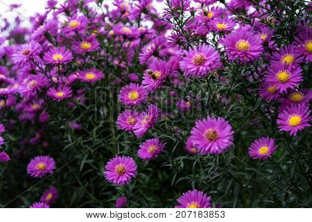 asteraceae heliantheae pink and violet in autumn end of summer close up