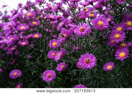 asteraceae heliantheae pink and violet in autumn end of summer close up