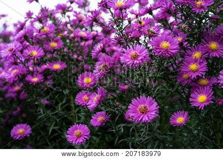 asteraceae heliantheae pink and violet in autumn end of summer close up