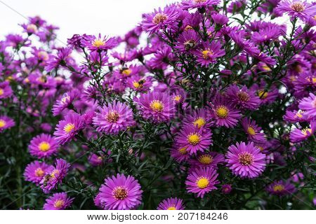 asteraceae heliantheae pink and violet in autumn end of summer close up