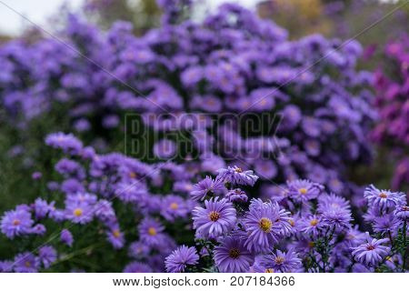 asteraceae heliantheae pink and violet in autumn end of summer close up