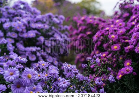 asteraceae heliantheae pink and violet in autumn end of summer close up