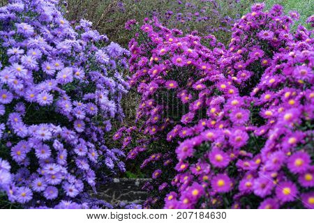 asteraceae heliantheae pink and violet in autumn end of summer close up