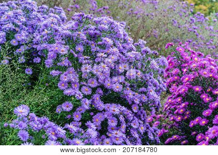 asteraceae heliantheae pink and violet in autumn end of summer close up
