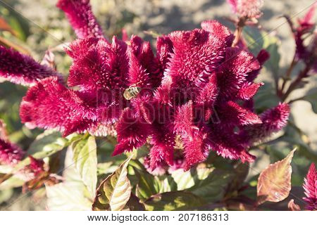 Celosia cristata red flower with bee .