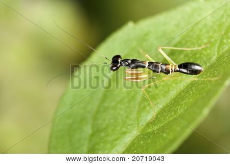 ตั๊กแตนตำข้าว Praying ทารกใน Sprig ของแมงลักใบ