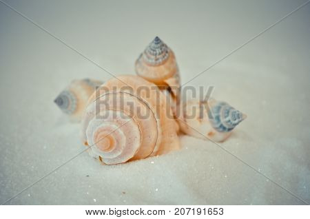 seven or a set of several different shells on a white sand