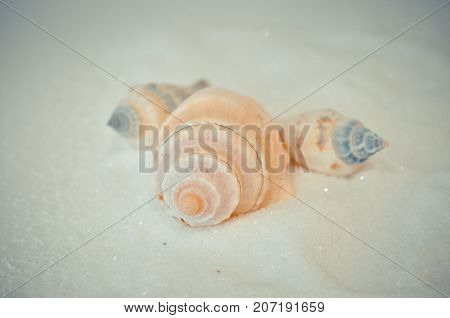 seven or a set of several different shells on a white sand