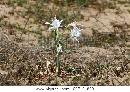 Pancratius, or Lily-star refers to evergreen plants whose native land is the Mediterranean