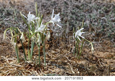 Pancratius, or Lily-star refers to evergreen plants whose native land is the Mediterranean